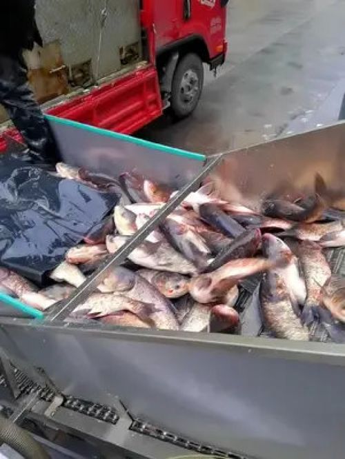 科技与传统的交汇 从源头工厂的鱼头制品到现代生活的小家电